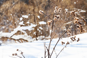 snow-covered dried thistle at the edge of forest