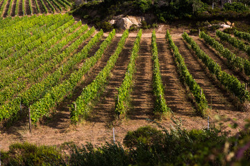 Landscape of vineyard, nature background. Landscape of hills with vineyards in Sardinia. Vineyard...