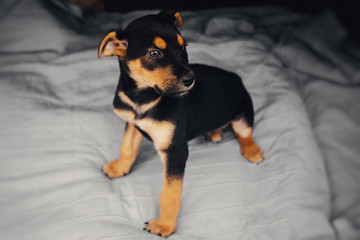 Portrait of a puppy of a pooch