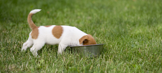Dog pet feeding - web banner of a hungry jack russell terrier puppy as eating in the grass