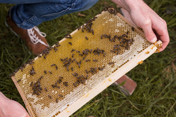 Bienen überdeckeln die mit honig befüllten Zellen einer Bienenwabe