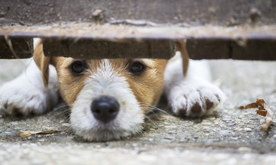 Cute jack russell terrier dog puppy looking behind a fence - Powered by Adobe