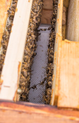 Blick in einen Bienenstock. Bienen bilden zum Wabenbau Ketten