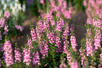 早朝のピンク色のアンゲロニア