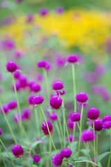 紫色のセンニチコウの花