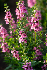 早朝のピンク色のアンゲロニア