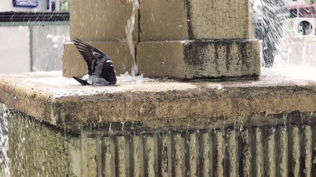Pigeon taking a bath in a foutain