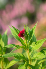 赤いケイトウの花のアップ
