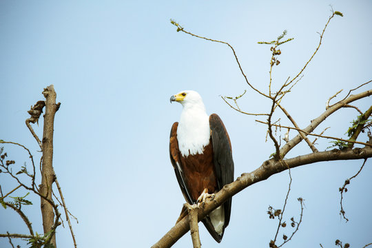 Uganda, Kigezi National Park, Bald eagle perching on branch