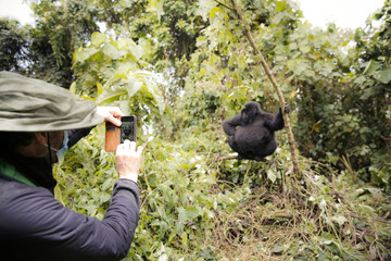 Africa, Democratic Republic of Congo, Person taking pictures of mountain gorillas in jungle