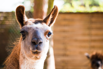 Obraz premium Llama Camelidae closeup