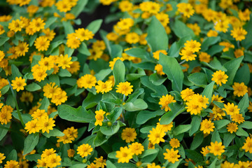 黄色いメランポジウムの花