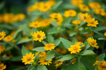 黄色いメランポジウムの花
