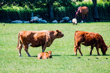 brown cows or cattle with calves and horses on pasture or meadow or paddock