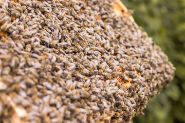 Blick in den Bienenstock im Frühjahr. Größe eines Bienenvolkes im Frühling, Schärfeverlauf