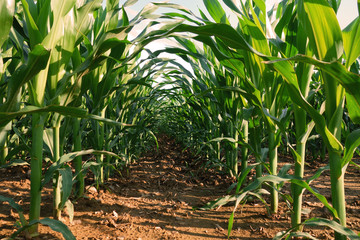 Growing corn in the field © tonysk