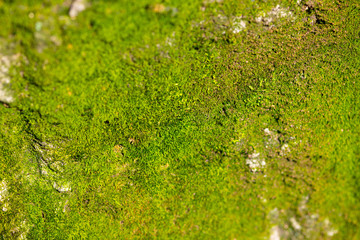 緑色の苔
