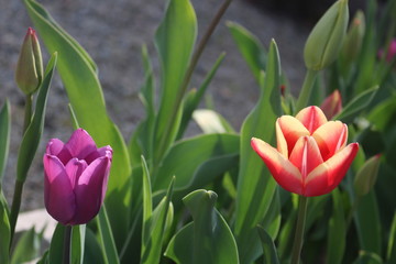 チューリップ