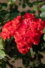 赤いばら「オリンピックファイヤー」の花のアップ