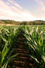 Growing corn in the field © tonysk