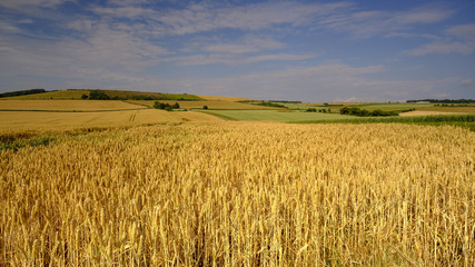 Summer panoramic view of Meon Hut and Old Winchester Hill, Stokes Lane near Warnford, South Downs...