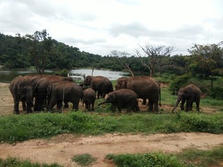 Fototapeta na wymiar A Herd of Elephants at Bannerghatta National Park in India
