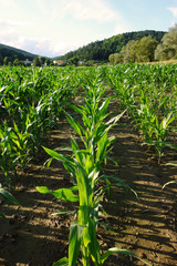 Growing corn in the field © tonysk