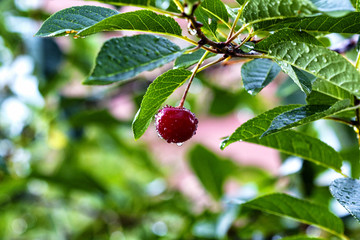 The ripe cherry on a branch after the rain. garden