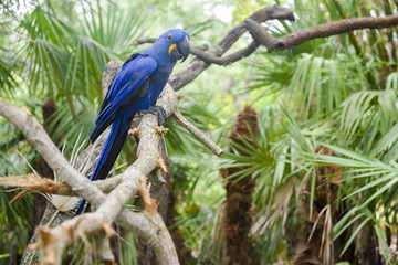 Hyacinth Macaw, blue parrot