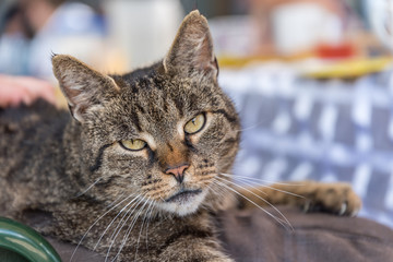 Katze schaut in Kamera - Portrait