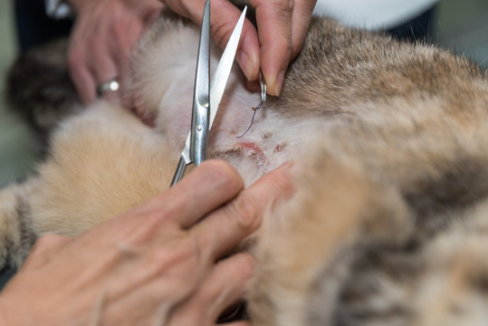 Tierarzt operiert Hauskatze