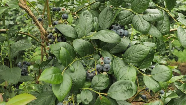 4 fresh blueberry bush full of jucy tasty big berryies of the deep violet color