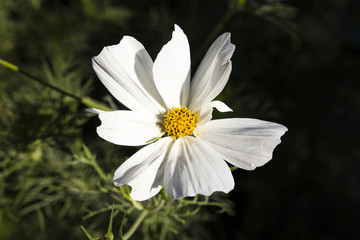 Obraz premium Macro picture of a flower in the summer sun.