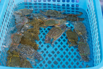 Fisherman's Community Market Located at Laem Chabang Port Chonburi Province,Thailand