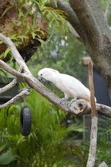 Salmon-crested cockatoo