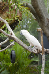 Salmon-crested cockatoo
