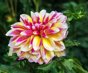 Obraz premium flower dahlias. close-up. nature. flowers.