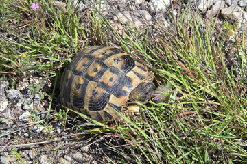 Bulgaria, Zoology, Turtle