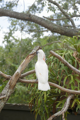 Salmon-crested cockatoo