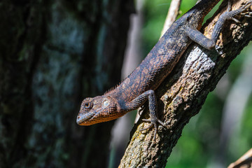A brown Asia chameleon on the tree.