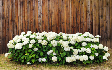 Fototapeta Bunch of beautiful hydrangea or hortensia flowers in front of old wooden wall with copy space obraz