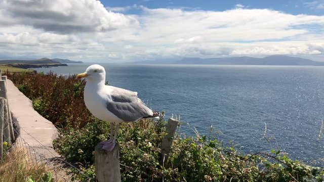 Seagull on the beautiful coast between Slea Head and Dunmore Head at Slea Head Drive, one of Irelands most scenic routes, Dingle peninsula, Kerry, Ireland
