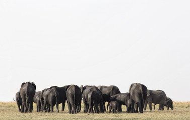 group of Elephants in Etosha park Namibia