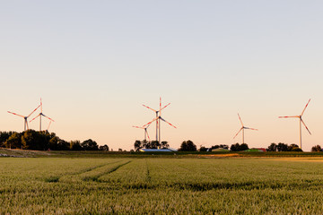 ripe cornfield and wind turbines in good weather