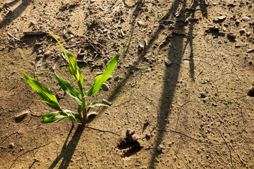 Growing corn in the field
