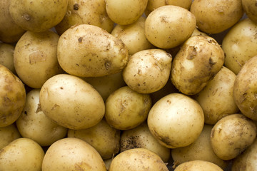 Pile of potatoes closeup. Natural vegetable background