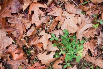 old red fallen oak leaves and a green clover plant in an autumn field, seasonal colorful background texture photo