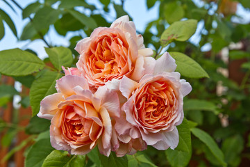 David Austin Rose. English Rose 