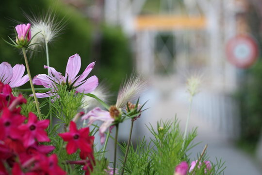 fleurs de montagne