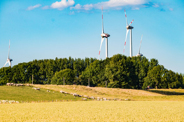 ripe cornfield and wind turbines in good weather